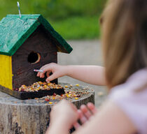 Kind legt Vogelfutter in ein Vogelhaus auf einem Baumstumpf