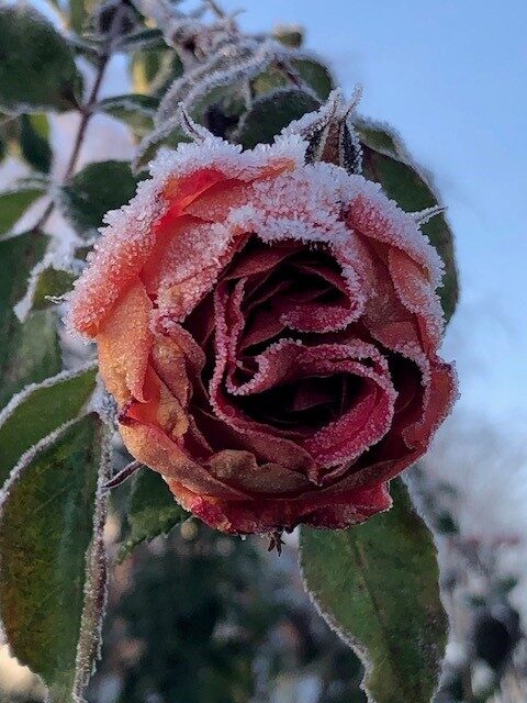 Ein Foto einer roten Rose mit Eiskristallen.