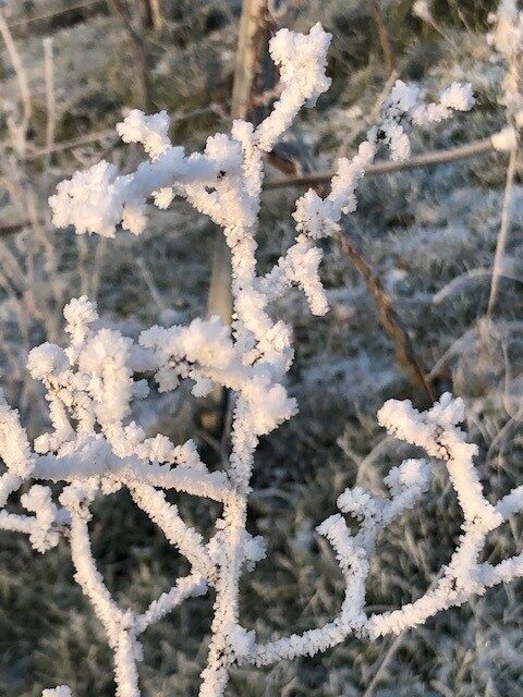 Ein Foto einer Weinrebe, die mit Eiskristallen überzogen ist.