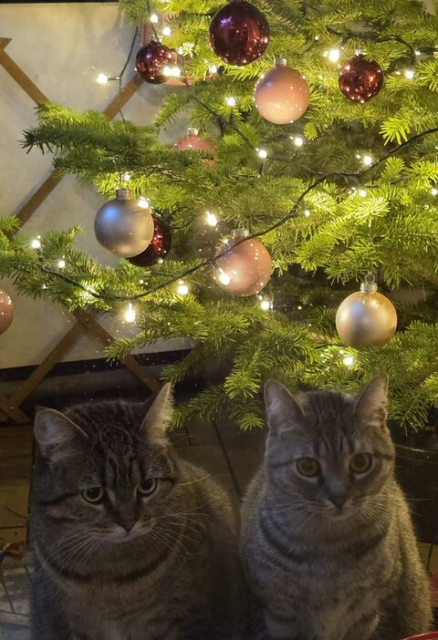 Zwei süße Katzen welche vor dem Weihnachtsbaum sitzen.